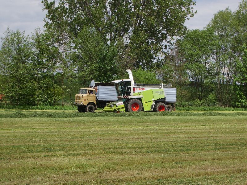 Claas Jaguar 900 mit IFA W50 LA 02.jpg